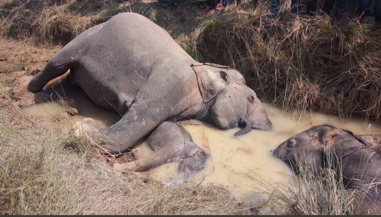 Take action for Odisha's elephants